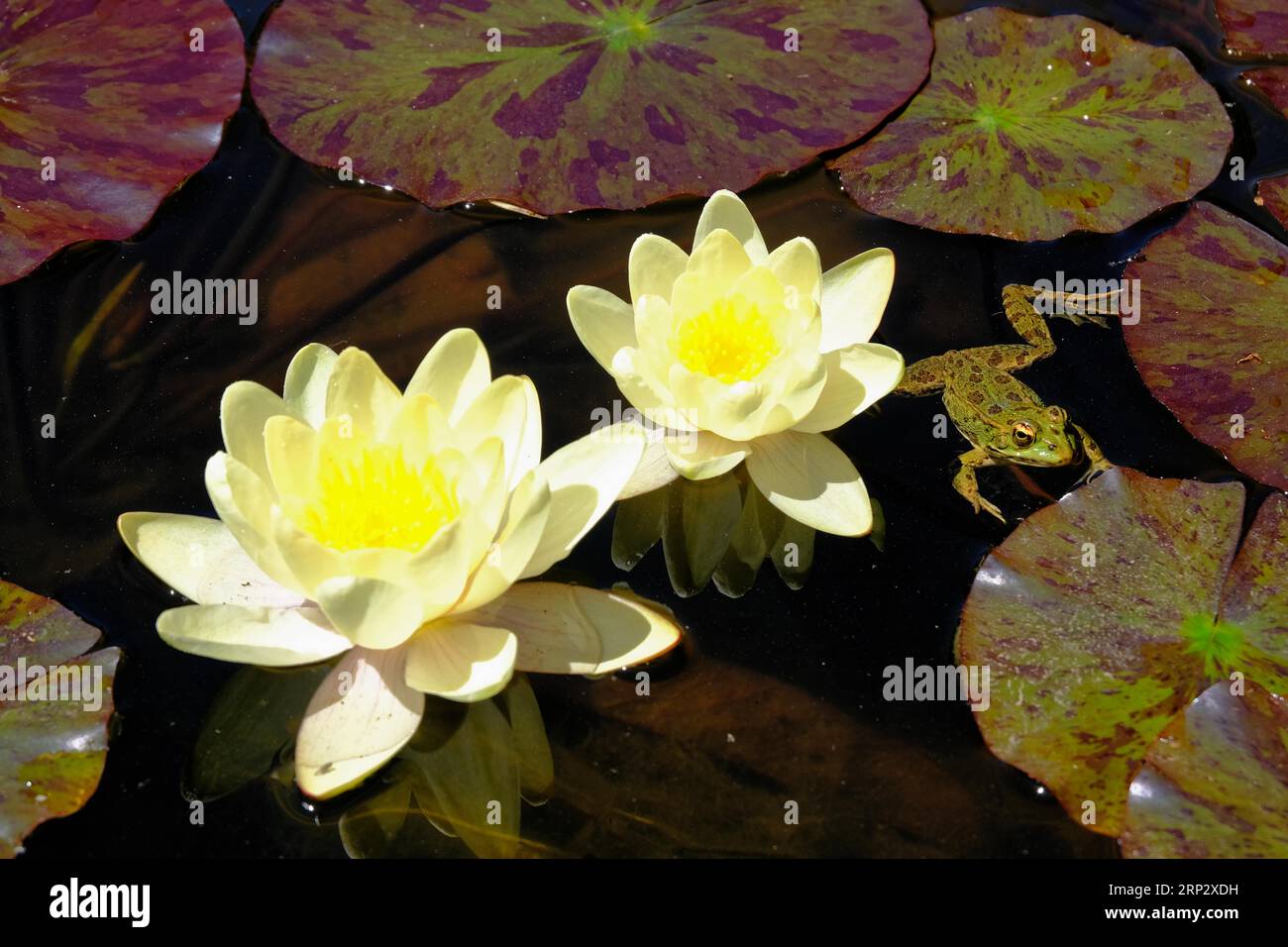 Nénuphars (Nymphaea) gros plan, grenouille d'étang, jardin Blandys, Funchal, île de Madère Banque D'Images