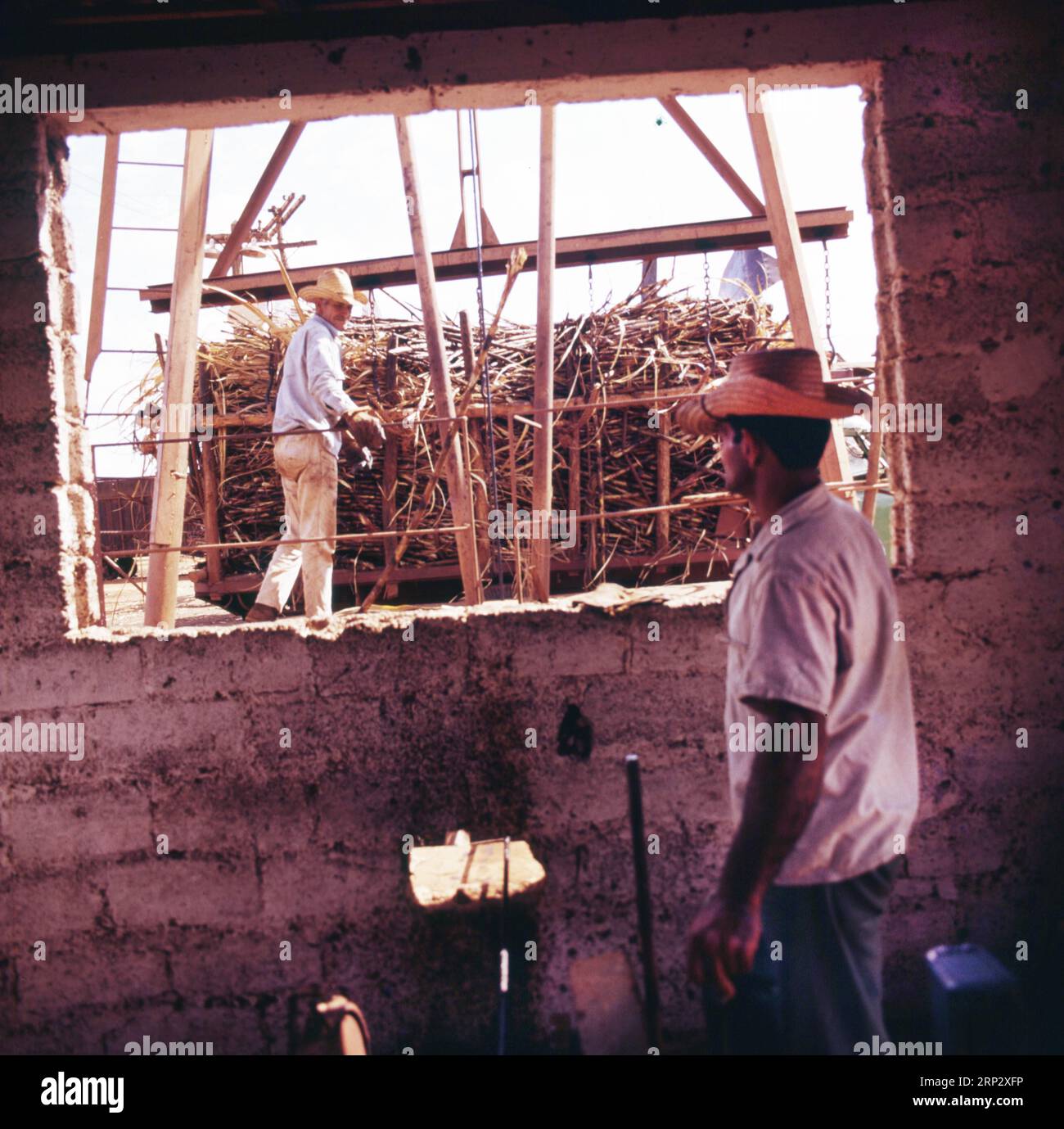 DEU, Allemagne : les diapositives historiques de l'époque 80-90s événements et personnes de la politique, de la culture, de la vie professionnelle, de la médecine etc Cuba 77 Agriculture Banque D'Images