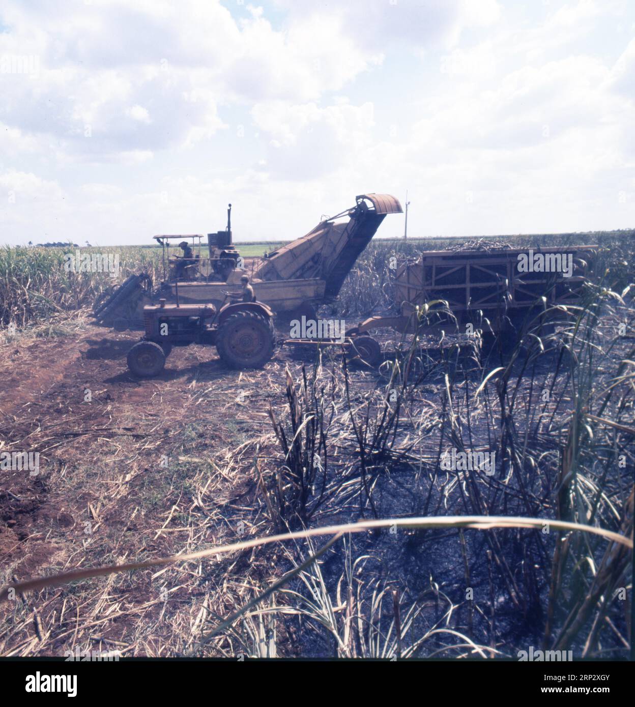 DEU, Allemagne : les diapositives historiques de l'époque 80-90s événements et personnes de la politique, de la culture, de la vie professionnelle, de la médecine etc Cuba 77 Agriculture Banque D'Images