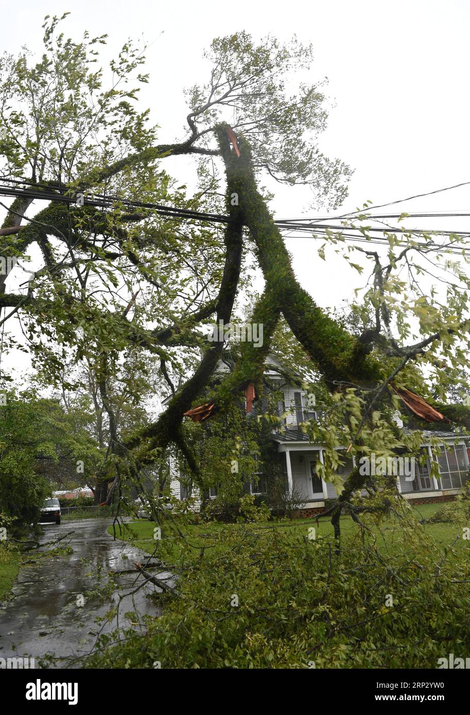 (180915) -- WASHINGTON, 15 septembre 2018 -- Un arbre tombé se trouve sur le bord d'une route près de la côte, en Caroline du Nord, aux États-Unis, le 14 septembre 2018. Au moins cinq personnes ont été tuées à ce jour à la suite de l'ouragan Florence qui a été rétrogradé vendredi après-midi en tempête tropicale avec des vents de 70 mph (110 km/h) le long de la côte est des États-Unis. (YY) États-Unis-CÔTE EST-OURAGAN FLORENCE-AFTERMATH LiuxJie PUBLICATIONxNOTxINxCHN Banque D'Images
