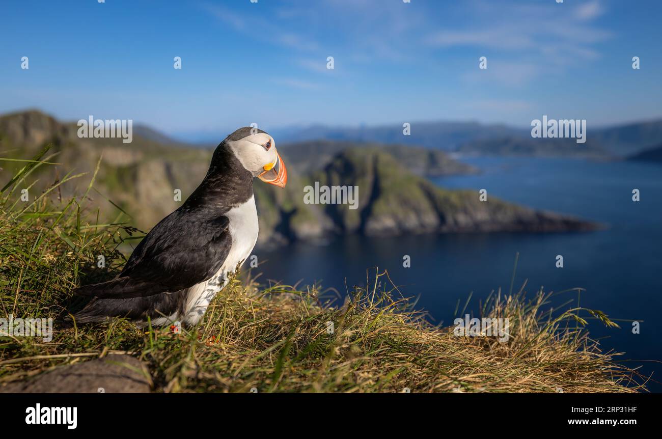 Macareux de l'Atlantique (Fratercula arctica), sur le rocher de l'île de Runde (Norvège). C'est le seul macareux originaire de l'océan Atlantique. Banque D'Images