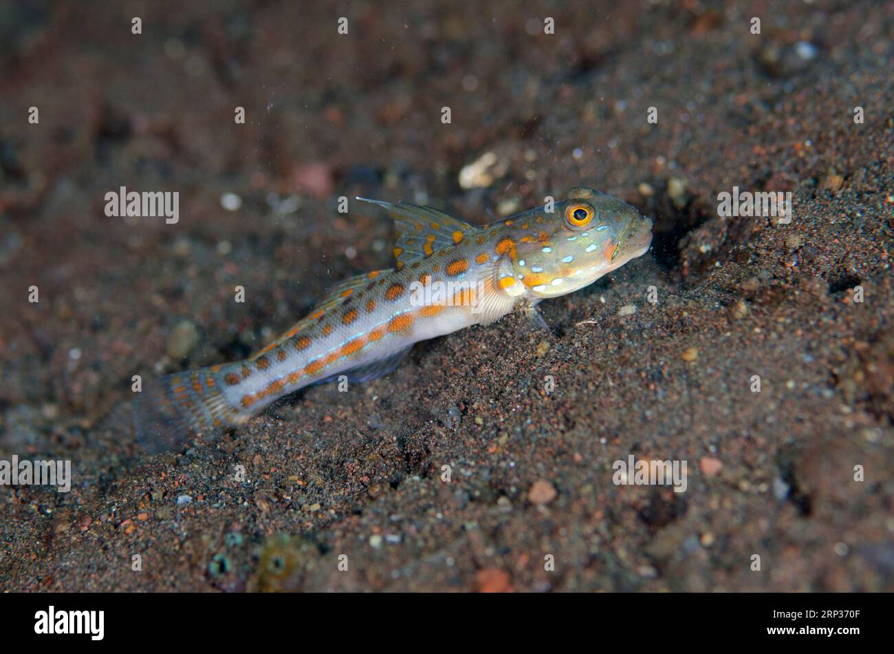 Goby en pointillé orange, Valenciennea puellaris, site de plongée pong pong, Seraya, Karangasem, Bali, Indonésie Banque D'Images