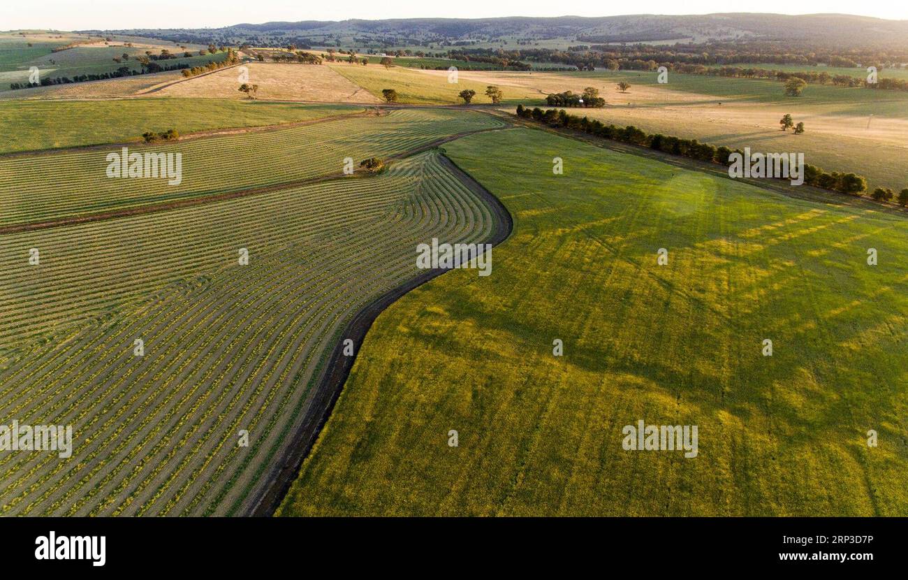 (181001) -- NOUVELLE-GALLES DU SUD, 1 octobre 2018 -- photo prise sur Spet. 30, 2018 montre la vue d'un champ de canola à Cowra Town, Nouvelle-Galles du Sud, Australie. )(rh) AUSTRALIE-NOUVELLE GALLES DU SUD-FLEURS BaixXuefei PUBLICATIONxNOTxINxCHN Banque D'Images