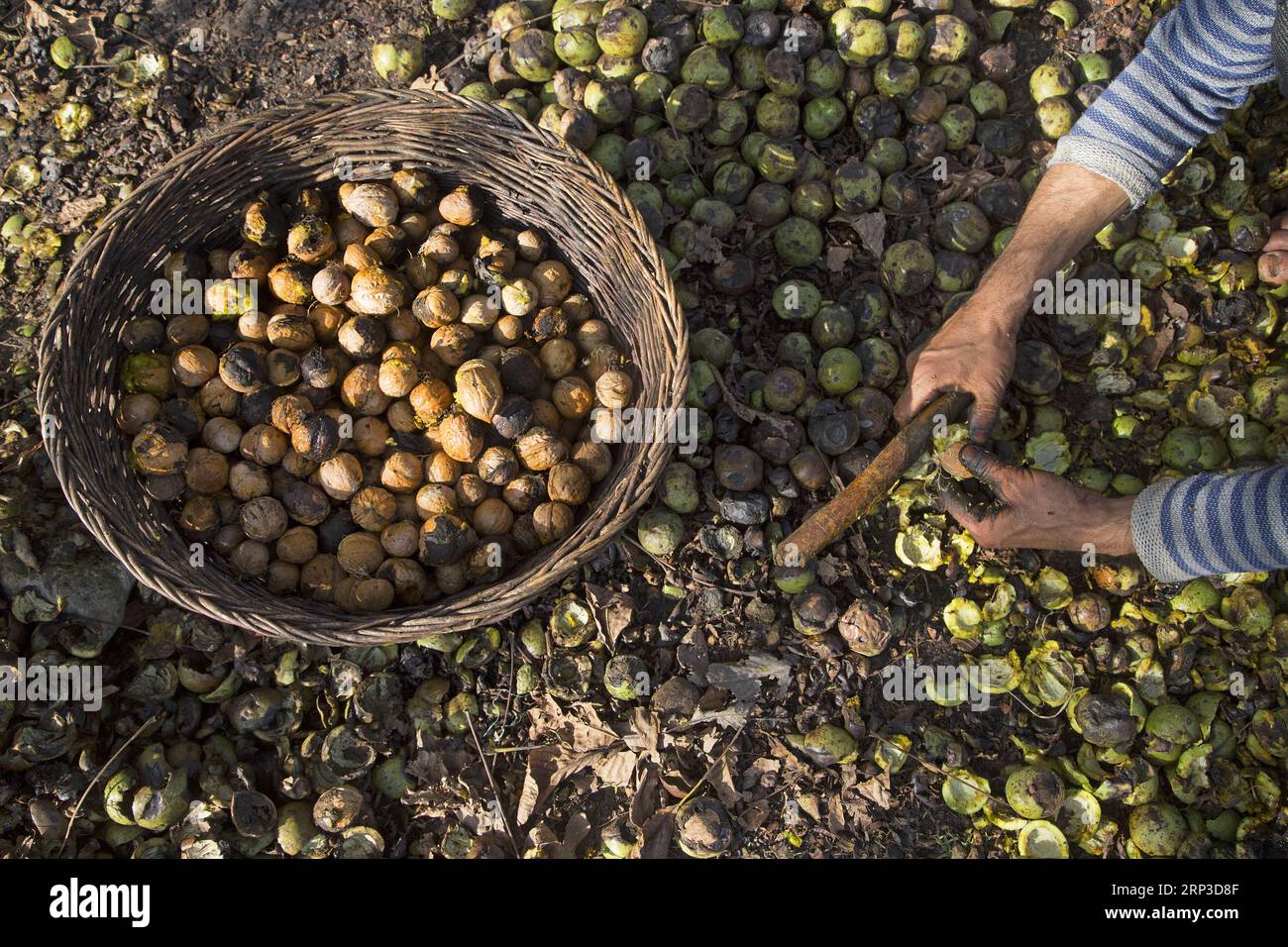 (181001) -- CACHEMIRE, 1 octobre 2018 -- Un agriculteur cachemirien épluche des noix fraîchement cueillies dans un village d'Anantnag, à environ 70 km au sud de la ville de Srinagar, capitale estivale du Cachemire contrôlé par l'Inde, 1 octobre 2018. La saison de récolte des noix a commencé dans le Cachemire sous contrôle indien. )(gj) INDE-CACHEMIRE-SRINAGAR-RÉCOLTE DE NOIX JavedxDar PUBLICATIONxNOTxINxCHN Banque D'Images