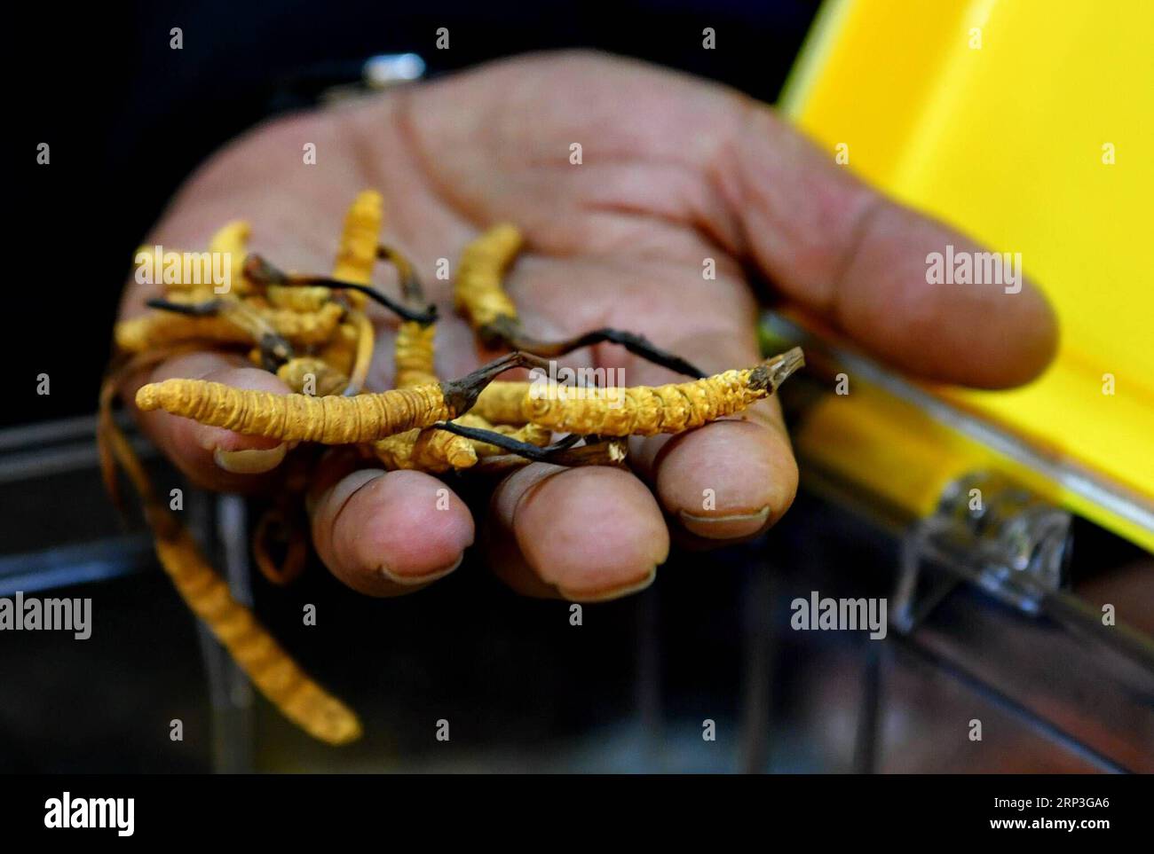 (181005) -- LHASSA, 5 octobre 2018 -- un exposant fait la promotion des champignons de chenille au premier salon cordyceps sinensis de Lhassa, capitale de la région autonome du Tibet du sud-ouest de la Chine, le 4 octobre 2018.) (Hxy) CHINA-LHASSA-CORDYCEPS-CATERPILLAR FUNGUS-TRADE FAIR (CN) ZhangxRufeng PUBLICATIONxNOTxINxCHN Banque D'Images