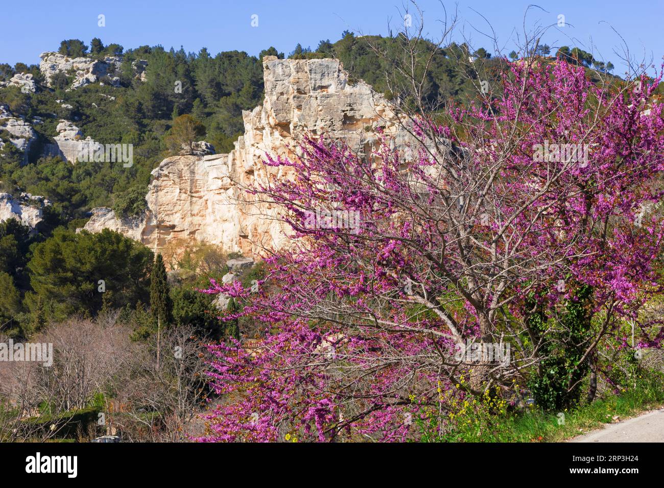 Les Redbud fleurissent en avril devant des formations rocheuses aux Baux-de-Provence, France Banque D'Images