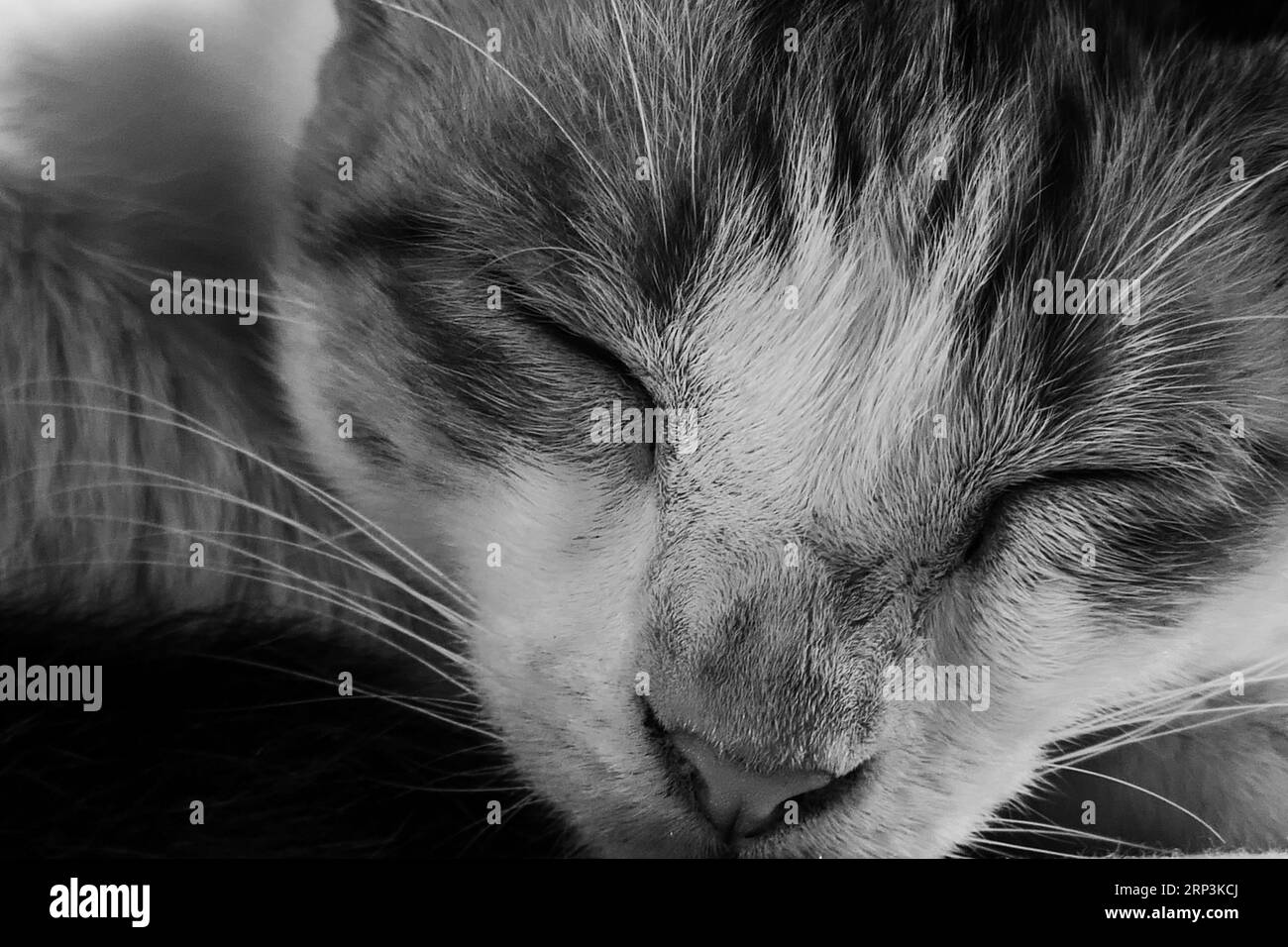 Un chat gris et blanc paisible est enroulé sur une couverture douce, endormi rapidement les yeux fermés Banque D'Images
