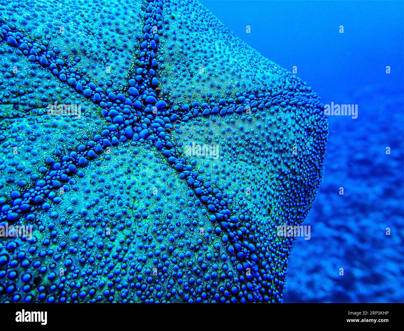 Un morceau de corail vibrant entouré d'un nuage de minuscules bulles Banque D'Images