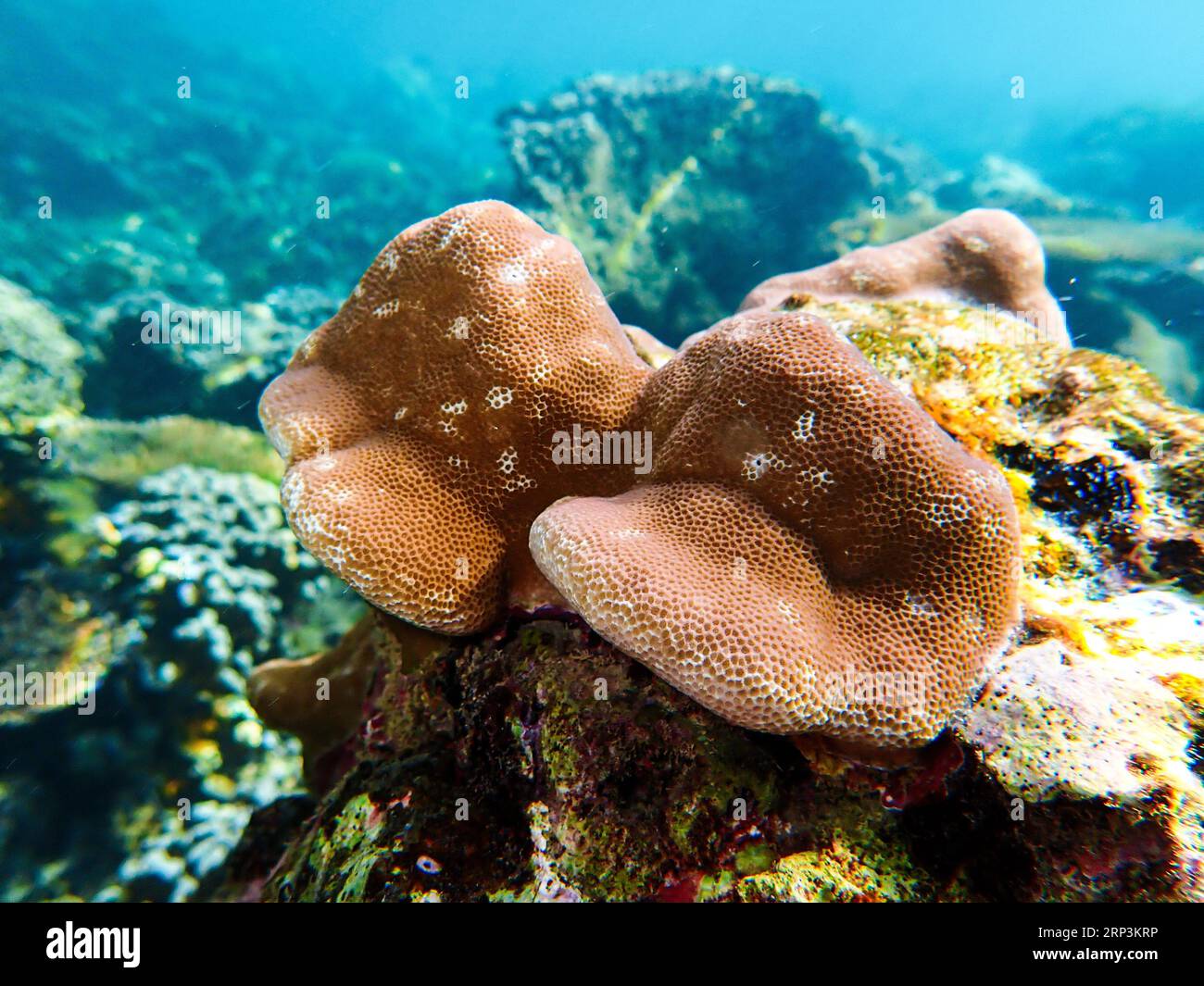 Un morceau de corail vibrant entouré d'un nuage de minuscules bulles Banque D'Images