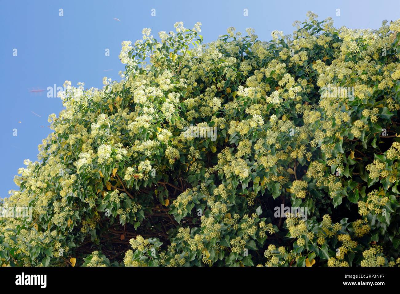 Arbuste fleuri avec divers insectes, contre le ciel bleu, Lesbos. cym Banque D'Images