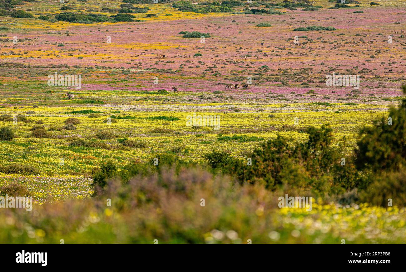 Fleurs fleurissant pendant la saison des fleurs dans le parc national de West Cape, Cape Town, Afrique du Sud Banque D'Images