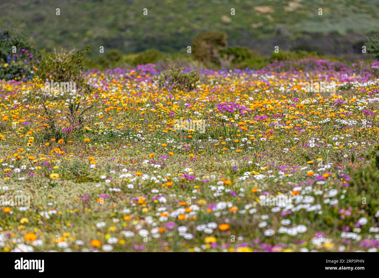 Fleurs fleurissant pendant la saison des fleurs dans le parc national de West Cape, Cape Town, Afrique du Sud Banque D'Images