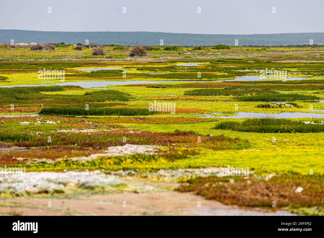 Paysage de zones humides dans le parc national de la côte ouest, Western Cape, Afrique du Sud Banque D'Images