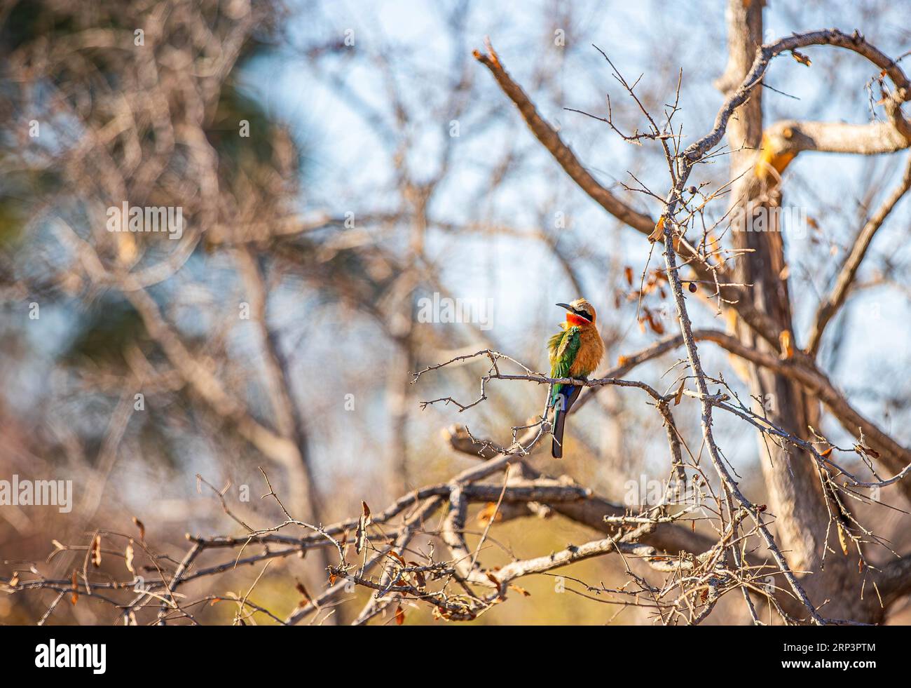 Mangeur d'abeilles à front blanc à Victoria Falls, Zimbabwe Banque D'Images