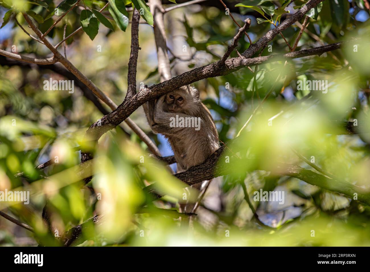 Singe vervet (Chlorocebus pygerythrus) assis sur une branche, Victoria Falls, Zimbabwe Banque D'Images