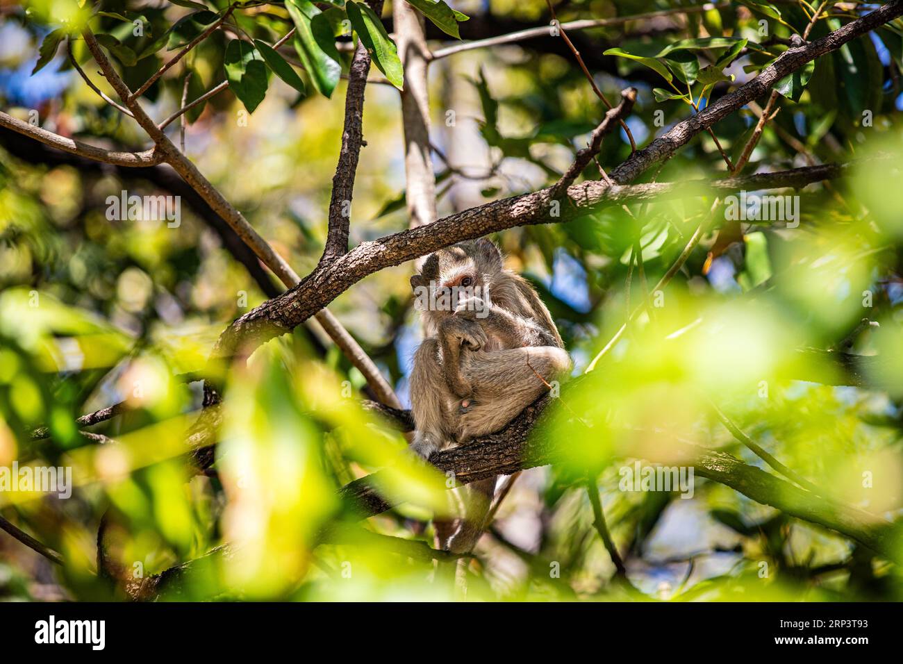 Singe vervet (Chlorocebus pygerythrus) assis sur une branche, Victoria Falls, Zimbabwe Banque D'Images