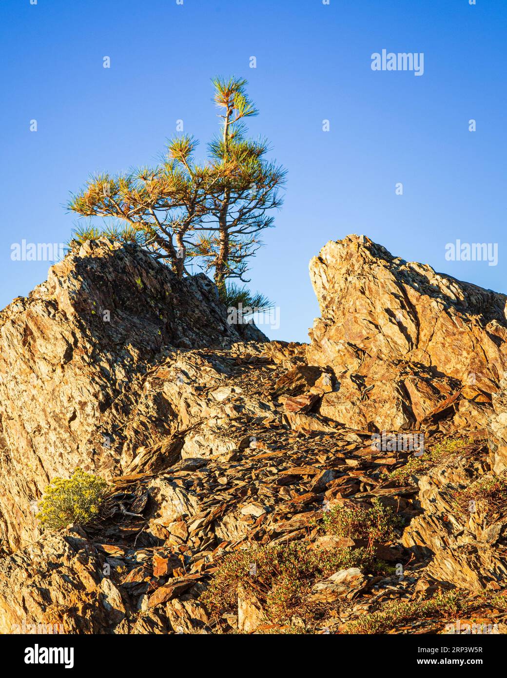 Petits pins qui se battent pour un pied dans des rochers de schiste rugueux le long du sentier de randonnée jusqu'au Sierra Buttes Fire Lookout dans le comté de Sierra en Californie. Banque D'Images
