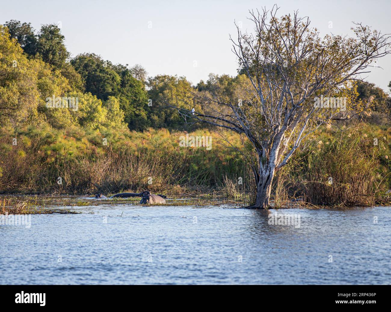 Hippotames dans le fleuve Zambèze, Zimbabwe, Zambie Banque D'Images