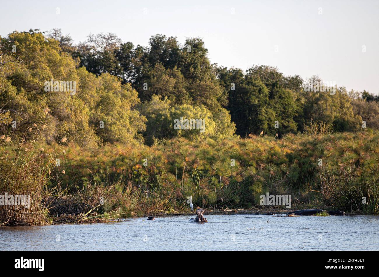 Hippotames dans le fleuve Zambèze, Zimbabwe, Zambie Banque D'Images