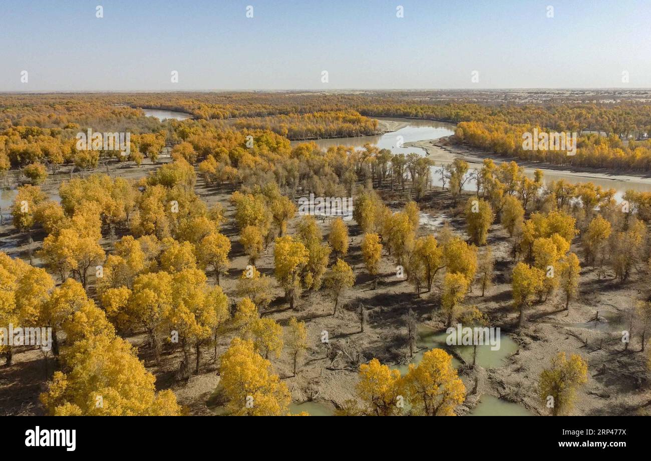 (181029) -- URUMQI, 29 octobre 2018 -- des forêts de peupliers du désert sont observées dans le comté de Yuli, dans la région autonome ouïgour du Xinjiang, au nord-ouest de la Chine, le 25 octobre 2018. Le Xinjiang a injecté 7 milliards de mètres cubes d'eau dans le tronc sec du cours inférieur du fleuve Tarim en 18 tours de dérivation d'eau depuis 2000, faisant de la forêt locale de peuplier du désert une attraction touristique.) (Wyo) CHINE-XINJIANG-FORÊT DE PEUPLIERS DU DÉSERT (CN) ZhaoxGe PUBLICATIONxNOTxINxCHN Banque D'Images