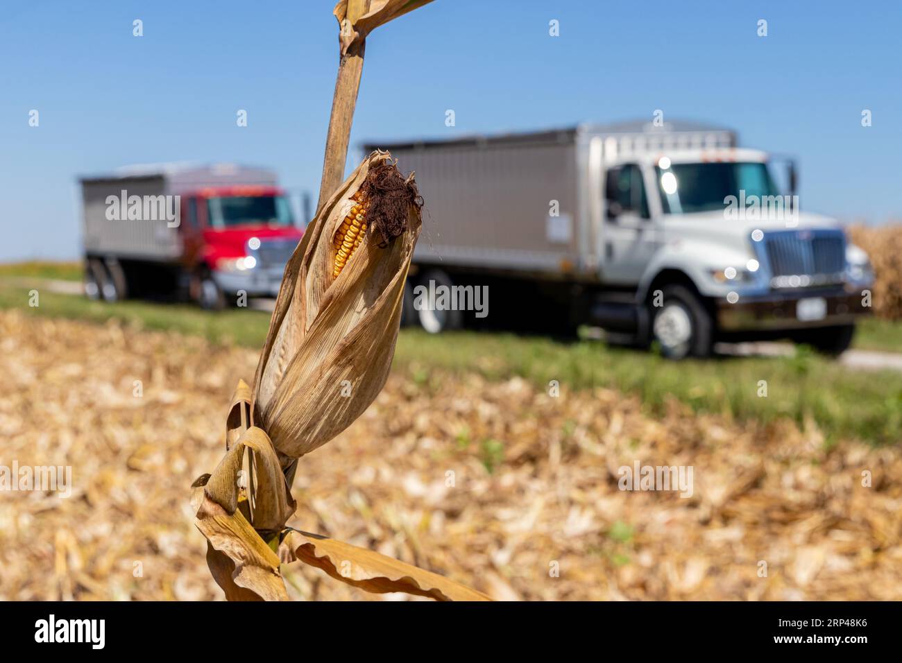 Tige de maïs isolée dans le champ de maïs pendant la récolte d'automne avec des camions de grain en arrière-plan. Saison de récolte de maïs, agriculture et concept d'agriculture Banque D'Images