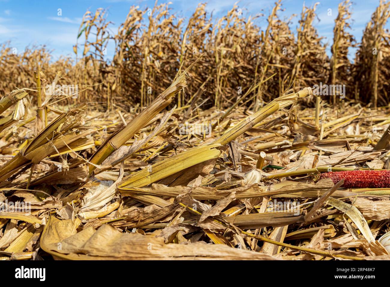 Champ de maïs pendant la récolte d'automne avec gros plan sur les tiges de maïs et la stover. Saison de récolte de maïs, agriculture et concept d'agriculture. Banque D'Images