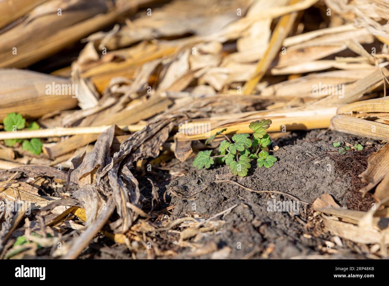 Mauvaise herbe d'ortie Henbit poussant dans un champ de maïs après la récolte. Lutte contre les mauvaises herbes agricoles, résistance aux herbicides et concept agricole. Banque D'Images
