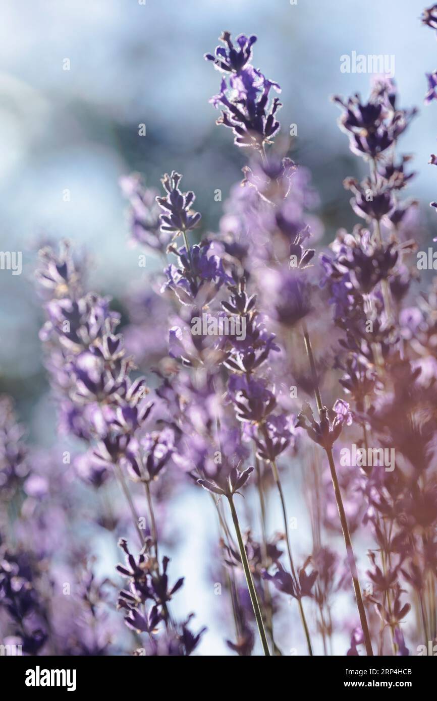 Provence - magnifique champ de lavande en fleurs. France Banque D'Images