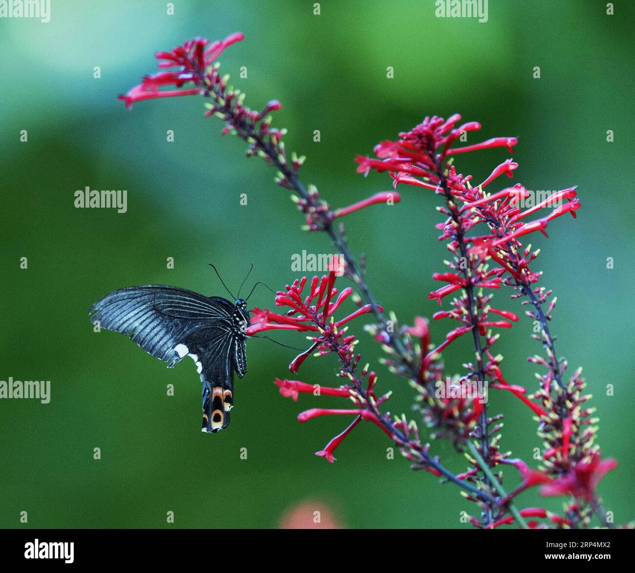 (181113) -- FUZHOU, 13 novembre 2018 -- Un papillon vole au milieu des fleurs dans le parc forestier national de Fuzhou à Fuzhou, capitale de la province du Fujian du sud-est de la Chine, 11 novembre 2018.) (Ry) CHINA-FUZHOU-FLOWERS-PAPILLON (CN) MeixYongcun PUBLICATIONxNOTxINxCHN Banque D'Images