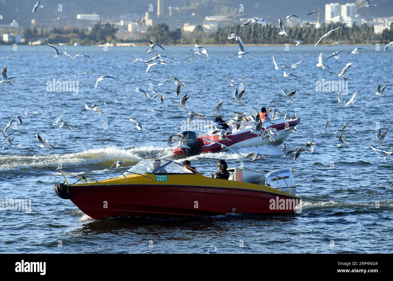 (181114) -- KUNMING, 14 novembre 2018 -- les gens naviguent pour voir des goélands à bec rouge au lac Dianchi à Kunming, capitale de la province du Yunnan du sud-ouest de la Chine, 14 novembre 2018. Les goélands à bec rouge volent à Kunming pour un temps plus chaud pour vivre pendant l'hiver.) (ly) CHINA-KUNMING-RED-BEC GOÉLANDS (CN) LinxYiguang PUBLICATIONxNOTxINxCHN Banque D'Images