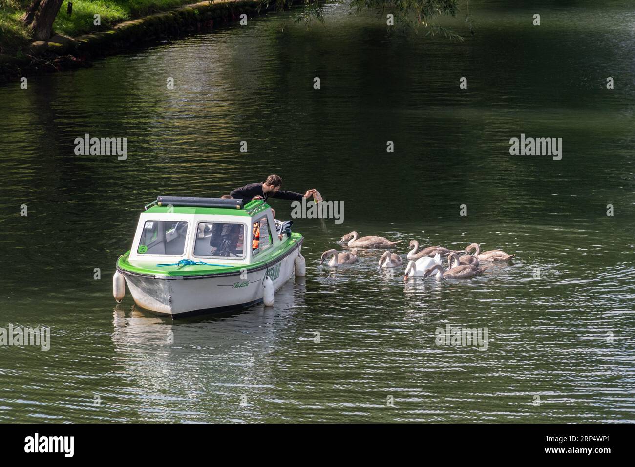 Homme en bateau nourrissant une famille de cygnes (cygne muet Cygnus olor et plusieurs cygnets) sur la Tamise à Staines-upon-Thames, Surrey, Angleterre, Royaume-Uni Banque D'Images