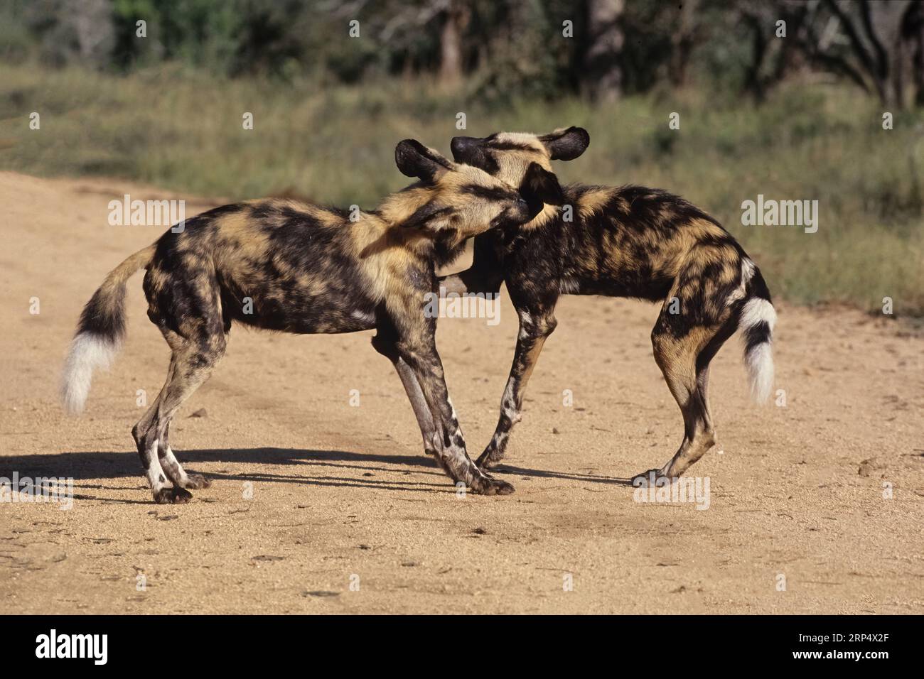 Le chien sauvage d'Afrique (Lycaon pictus), également connu sous le nom de chien peint ou chien de chasse du Cap, est un chien sauvage originaire d'Afrique subsaharienne. Banque D'Images