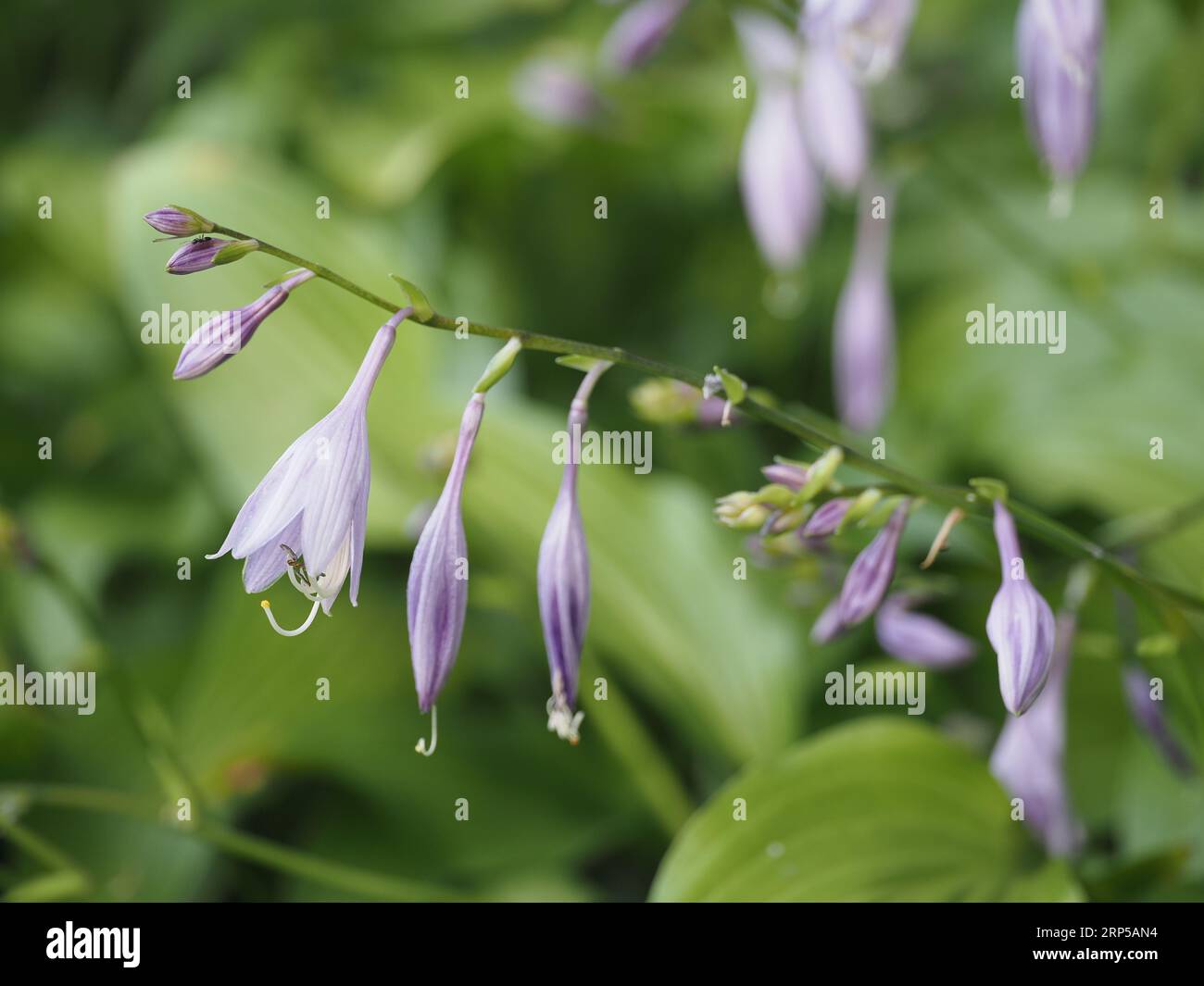 Plante hosta fleurie en août. Banque D'Images