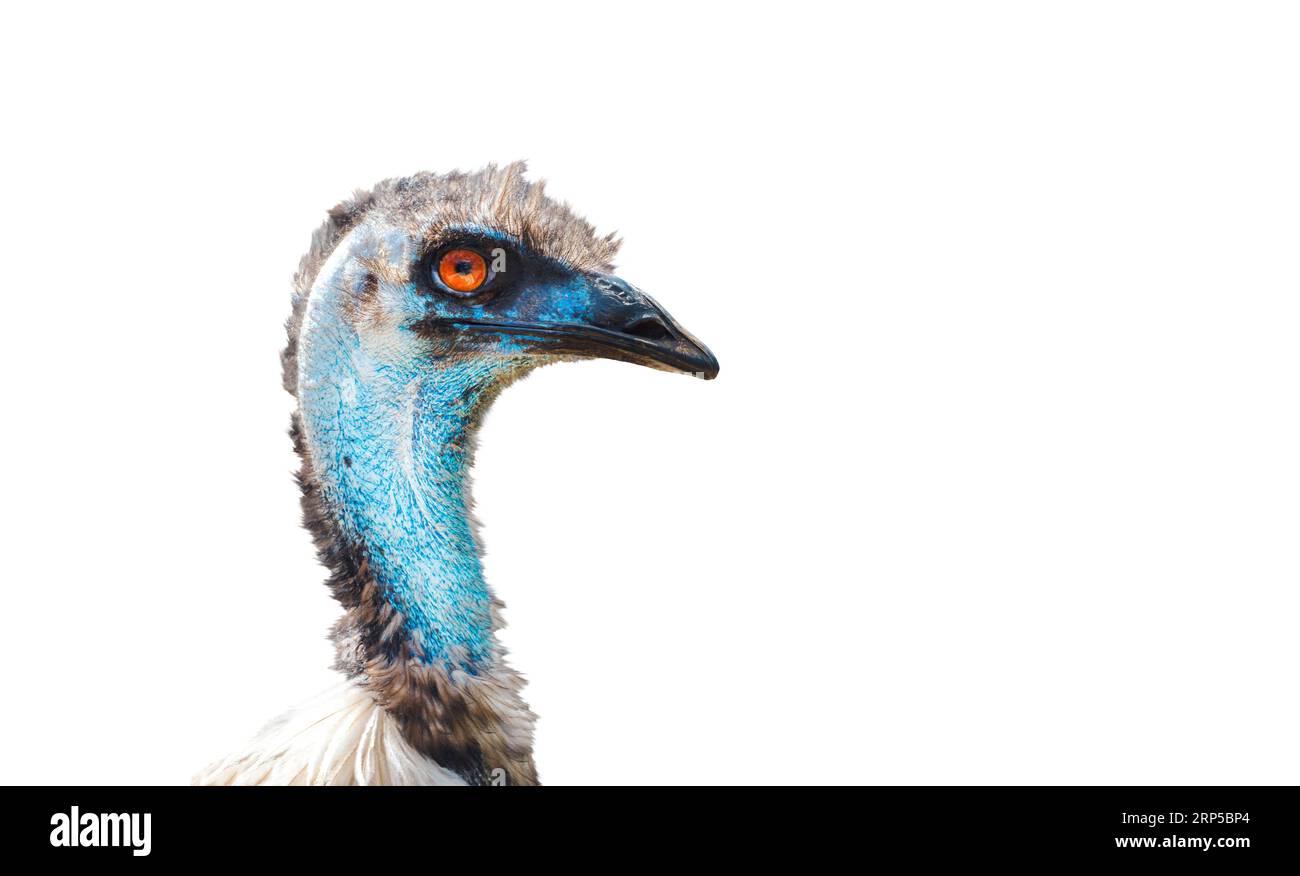 portrait d'autruche d'émeu en gros plan, isolé sur blanc Banque D'Images
