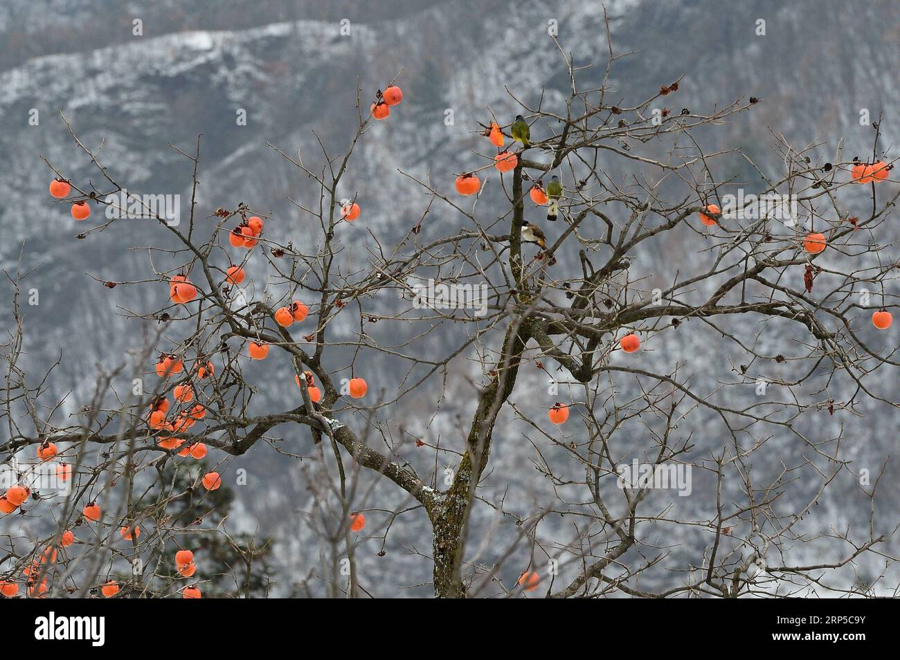 (181208) -- XIANGYANG, 8 décembre 2018 (Xinhua) -- une photo prise le 8 décembre 2018 montre un kaki dans la neige dans le village de Fenshuiling, dans le comté de Baokang, dans la province du Hubei, au centre de la Chine. (Xinhua/Yang Tao)(mp) CHINA-HUBEI-BAOKANG-SNOW-PERSIMMON (CN) PUBLICATIONxNOTxINxCHN Banque D'Images