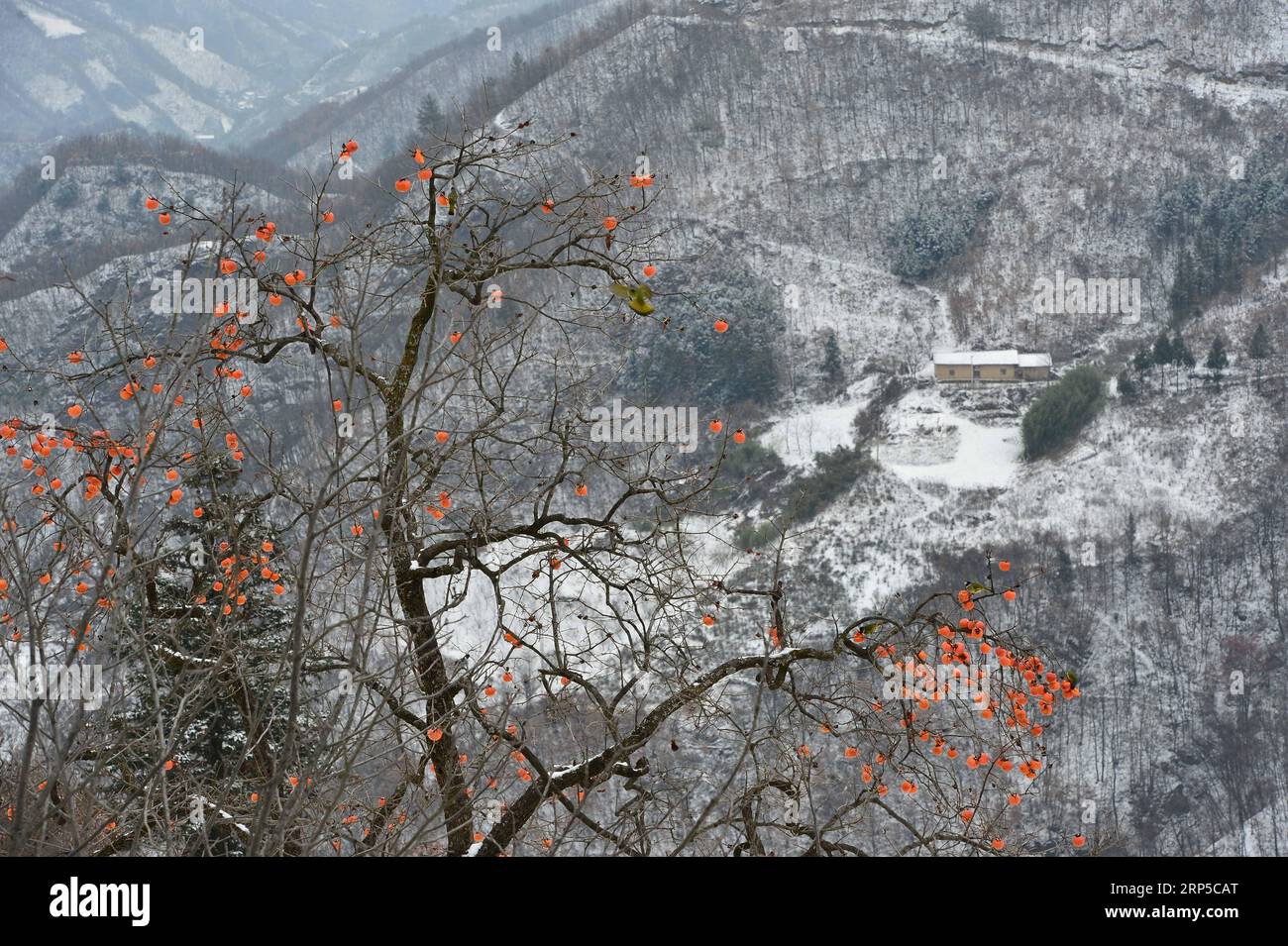 (181208) -- XIANGYANG, 8 décembre 2018 (Xinhua) -- une photo prise le 8 décembre 2018 montre un kaki dans la neige dans le village de Fenshuiling, dans le comté de Baokang, dans la province du Hubei, au centre de la Chine. (Xinhua/Yang Tao)(mp) CHINA-HUBEI-BAOKANG-SNOW-PERSIMMON (CN) PUBLICATIONxNOTxINxCHN Banque D'Images