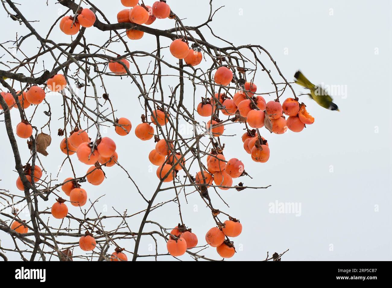 (181208) -- XIANGYANG, 8 décembre 2018 (Xinhua) -- une photo prise le 8 décembre 2018 montre des kakis suspendus à un arbre dans le village de Fenshuiling, frappé par la neige, dans le comté de Baokang, dans la province du Hubei, au centre de la Chine. (Xinhua/Yang Tao)(mp) CHINA-HUBEI-BAOKANG-SNOW-PERSIMMON (CN) PUBLICATIONxNOTxINxCHN Banque D'Images
