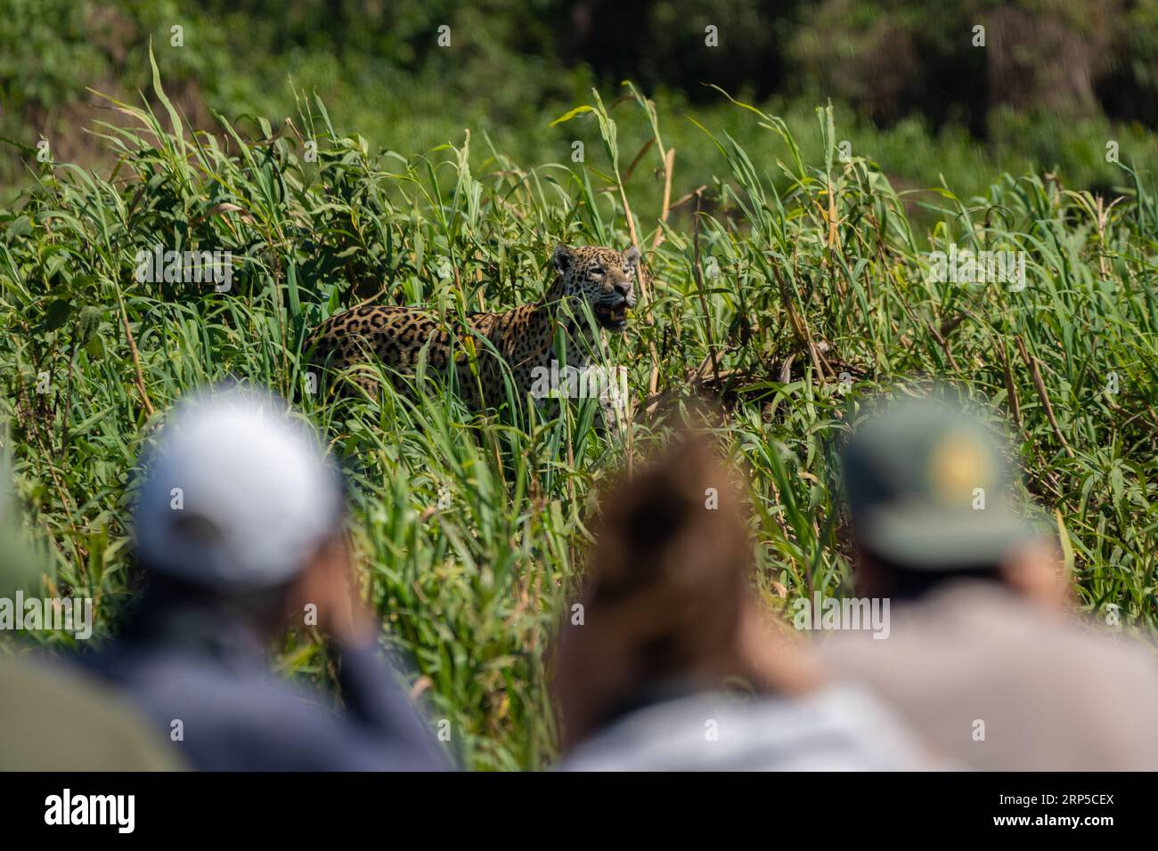 Touristes regardant un jaguar en safari dans la rivière Cuiaba, Brésil. Banque D'Images