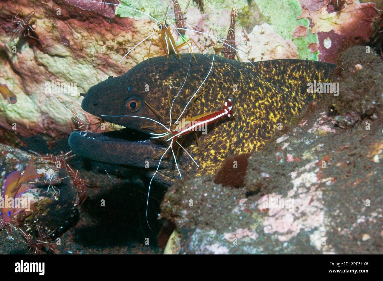 La morue à marge jaune (Gymnothorax flavimarginatus) est nettoyée par deux crevettes nettoyeuses à dos boisé et des crevettes à bec articulé Durban. Indonésie Banque D'Images