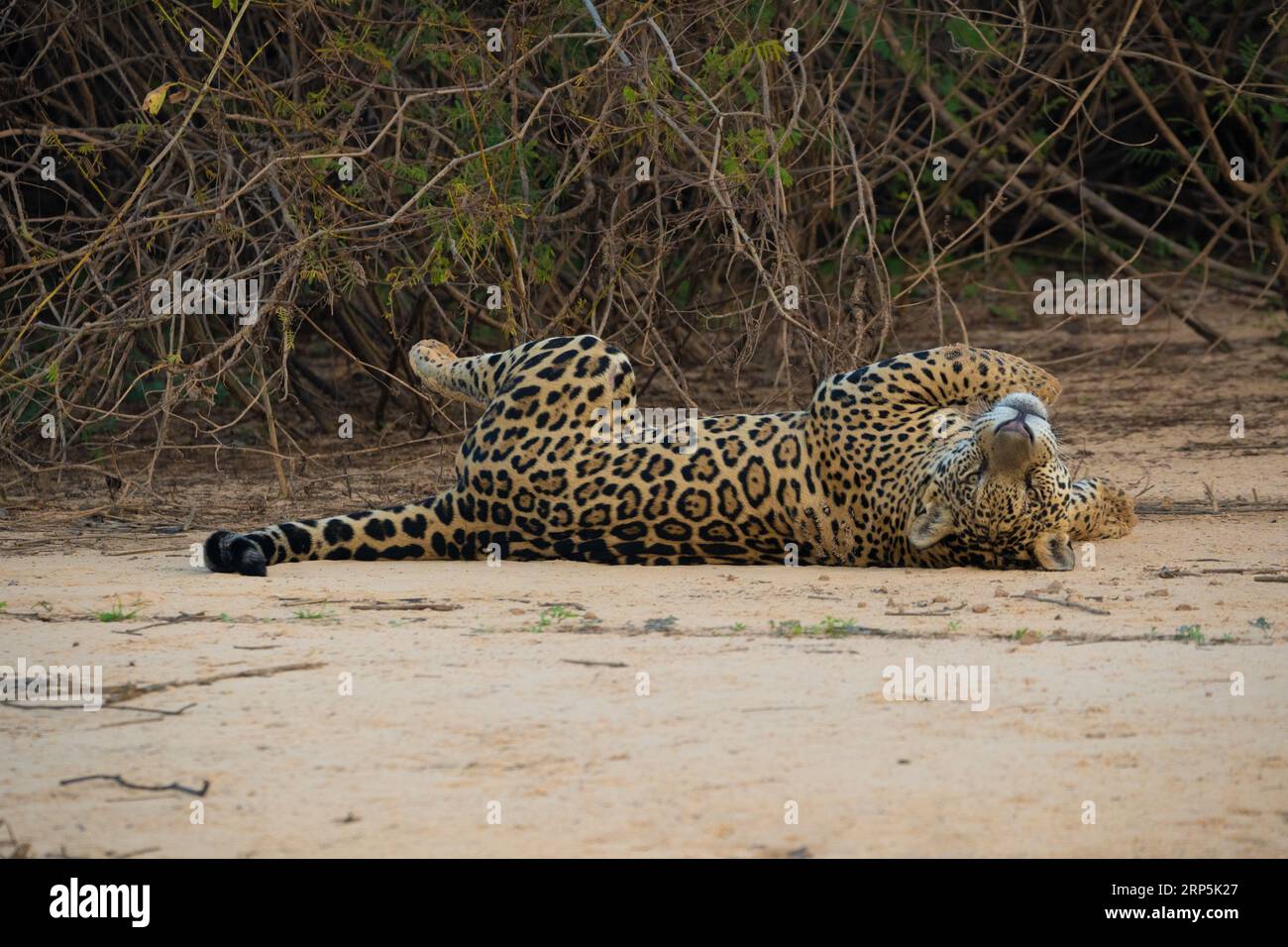 Un jaguar adulte reposant sur une plage dans la rivière Cuiaba, Brésil. Banque D'Images