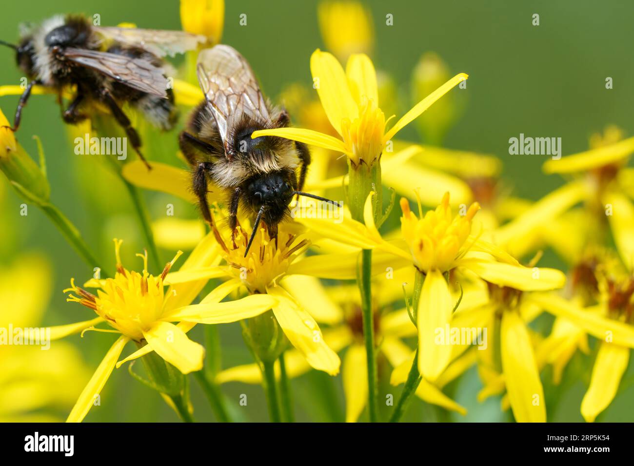 Gros plan coloré sur un Bumblebee de Cuckoo de Bohême, Bombus bohemicus, assis sur une fleur jaune Banque D'Images