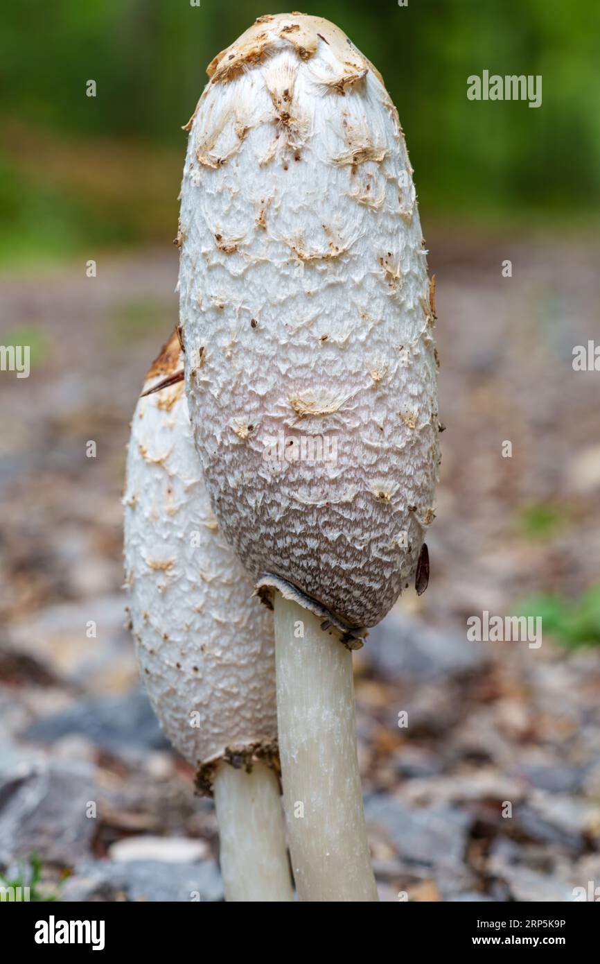 Coprinus comatus chapeau d'encre shaggy champignon gris blanc poussant dans la pelouse dans le parc, saison automnale, tôt le matin sur la prairie Banque D'Images