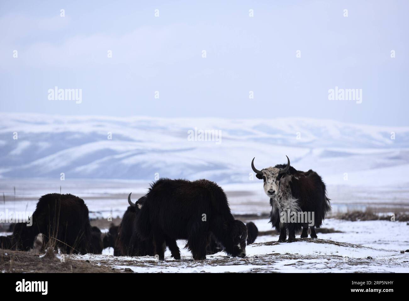 (181220) -- PÉKIN, 20 décembre 2018 -- Un troupeau de yaks est observé sur des prairies enneigées dans le comté de Haiyan de la préfecture autonome tibétaine de Haibei, province du Qinghai au nord-ouest de la Chine, le 13 avril 2018. La National Forestry and Grassland Administration (NFGA) de la Chine a signé un accord avec le géant technologique Tencent le 19 décembre 2018 pour réprimer conjointement le commerce illégal des espèces sauvages en ligne. Il s agit du dernier exemple des efforts déployés par le régulateur pour lutter contre les crimes en ligne de plus en plus répandus commis sur les réseaux sociaux et les plateformes de commerce électronique. Lors d'une conférence de presse de juin, la police forestière en Chine s Wildlife-r Banque D'Images