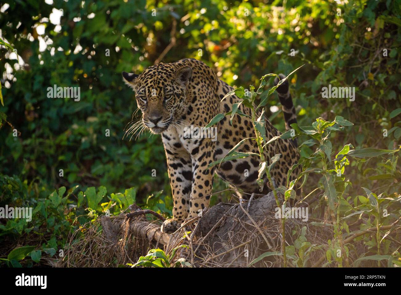 Un Jaguar adulte à la recherche d'une proie dans la rivière Cuiaba. Banque D'Images