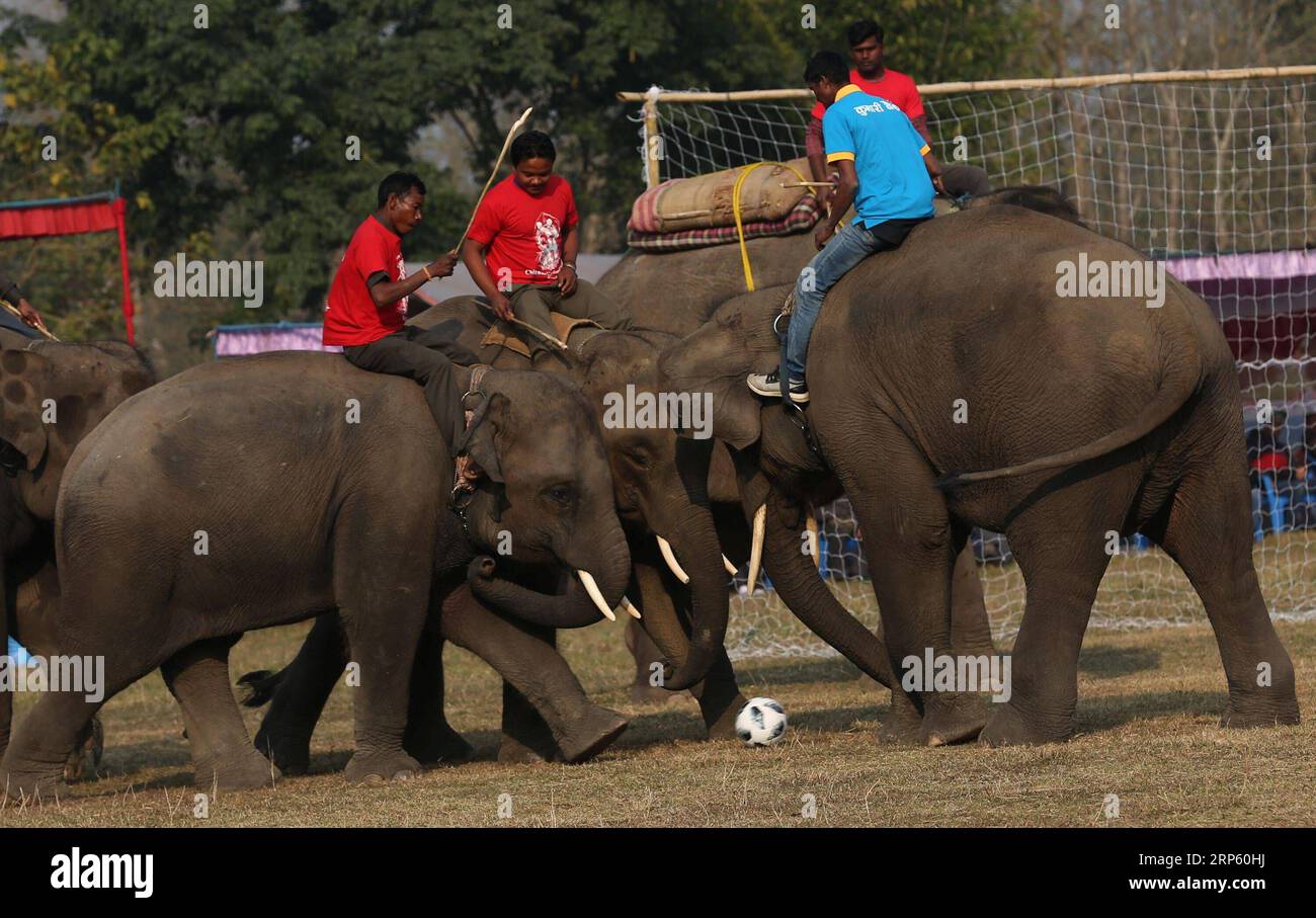 (181229) -- PÉKIN, 29 décembre 2018 -- les éléphants jouent au football lors du 15e Festival des éléphants à Sauraha, un centre touristique du district de Chitwan au sud-ouest du Népal, le 28 décembre 2018. Cet événement annuel de cinq jours visait à encourager la protection et la conservation de la faune et à promouvoir le tourisme dans la région. PHOTOS XINHUA DU JOUR PHOTOS XINHUA DU JOUR SUNILXSHARMA PUBLICATIONXNOTXINXCHN Banque D'Images