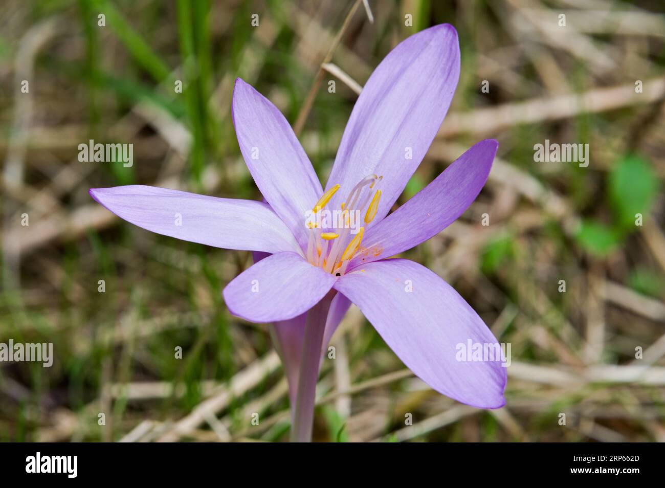 COLCHICUM AUTUMNALE ALIAS CROCUS COMMUN D'AUTOMNE. Très toxique, belle herbe violette. république tchèque nature. Banque D'Images