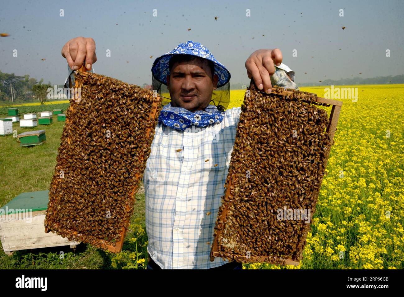 (190103) -- DHAKA, 3 janvier 2019 () -- Un apiculteur montre une ruche avec des abeilles dans un champ de moutarde à Munshiganj, dans la banlieue de Dhaka, capitale du Bangladesh, 3 janvier 2019. L'hiver au Bangladesh est la saison la plus favorable pour la production de miel lorsque les champs de moutarde dans la plupart des régions du pays sont en pleine floraison. Sans exception cette année, les apiculteurs sont maintenant très occupés dans le pays tropical.() BANGLADESH-DHAKA-HONEY-BEE-FARM Xinhua PUBLICATIONxNOTxINxCHN Banque D'Images