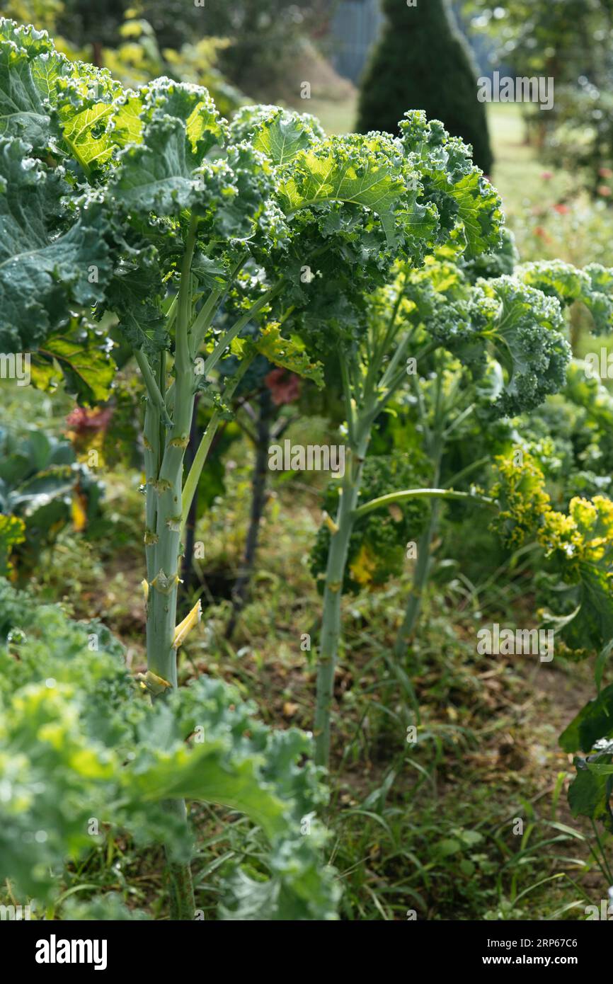 Old Heirloom variété de chou frison oriental (Brassica oleracea var. Sabellica) Banque D'Images