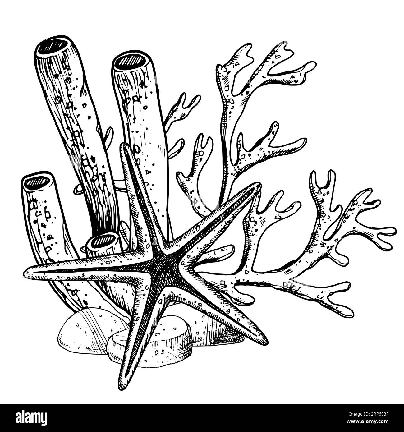 Art de coquillage Banque d'images noir et blanc - Alamy