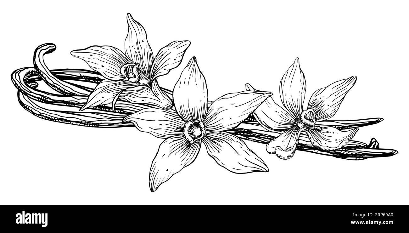 Fleur de vanille avec bâtons. Illustration dessinée à la main de vecteur de fleur d'orchidée et de gousses sur fond isolé blanc. Dessin des contours d'épices pour la cuisson ou les huiles aromatiques. Esquisse noire dans le style dessin au trait. Illustration de Vecteur